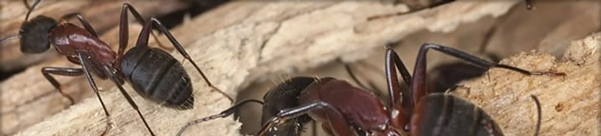 Close-up of ants on wood showing an active ant infestation in Las Vegas, NV