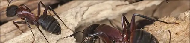 Close-up of ants on wood showing an active ant infestation in Las Vegas, NV