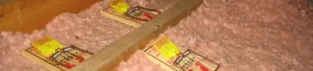 Mouse traps placed in an attic for rodent control in Las Vegas, NV