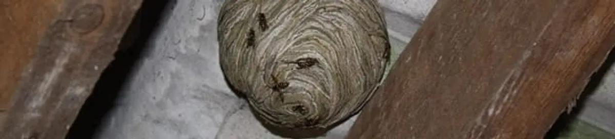 Wasp nest in an attic space, a common home infestation risk in Las Vegas, NV