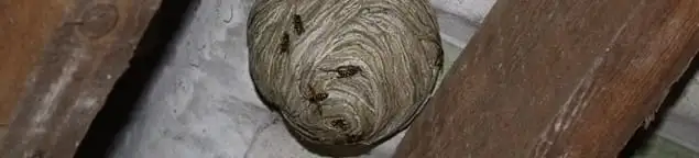 Wasp nest in an attic space, a common home infestation risk in Las Vegas, NV