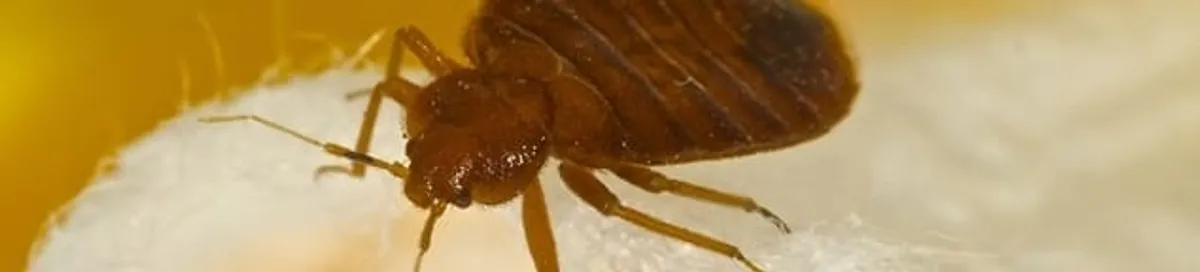 Close-up of a bed bug, a sign of an active infestation in Las Vegas, NV