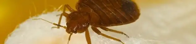 Close-up of a bed bug, a sign of an active infestation in Las Vegas, NV