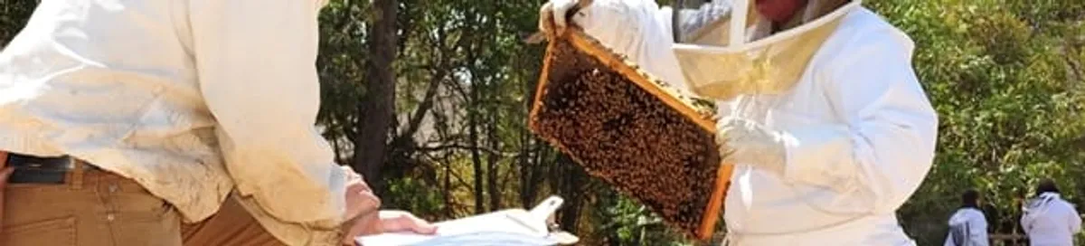 Bee removal specialists relocating a hive and honeycomb safely in Las Vegas, NV