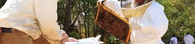 Bee removal specialists relocating a hive and honeycomb safely in Las Vegas, NV