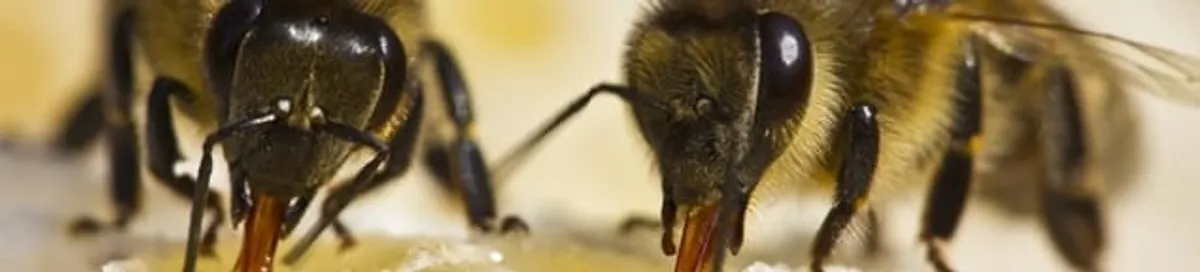 Close-up of honey bees, a sign of a nearby hive in Las Vegas, NV