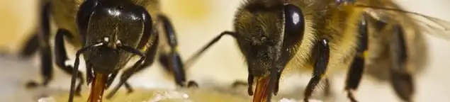 Close-up of honey bees, a sign of a nearby hive in Las Vegas, NV