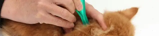 Flea treatment for pets using a flea comb, a sign of flea problems in Las Vegas, NV