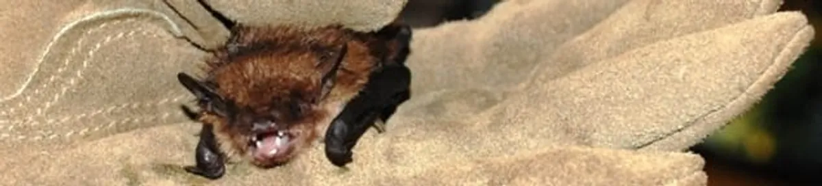 Bat removal specialist holding a bat safely during humane exclusion in Las Vegas, NV