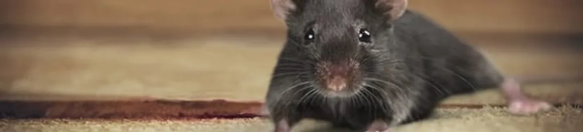 Mouse indoors, a common sign of a rodent infestation in Las Vegas, NV