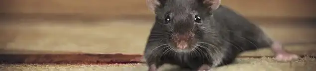 Mouse indoors, a common sign of a rodent infestation in Las Vegas, NV