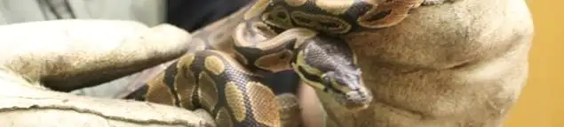 Snake removal specialist safely handling a snake with protective gloves in Las Vegas, NV