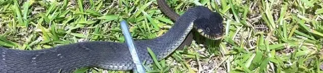 Snake in a yard, a common sign of a snake problem near a home in Las Vegas, NV