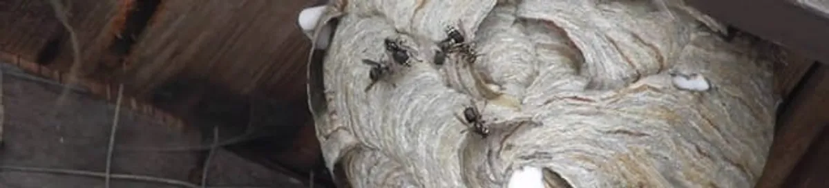 Close-up of a wasp nest with active wasps, a sign of an infestation in Las Vegas, NV