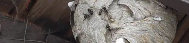 Close-up of a wasp nest with active wasps, a sign of an infestation in Las Vegas, NV